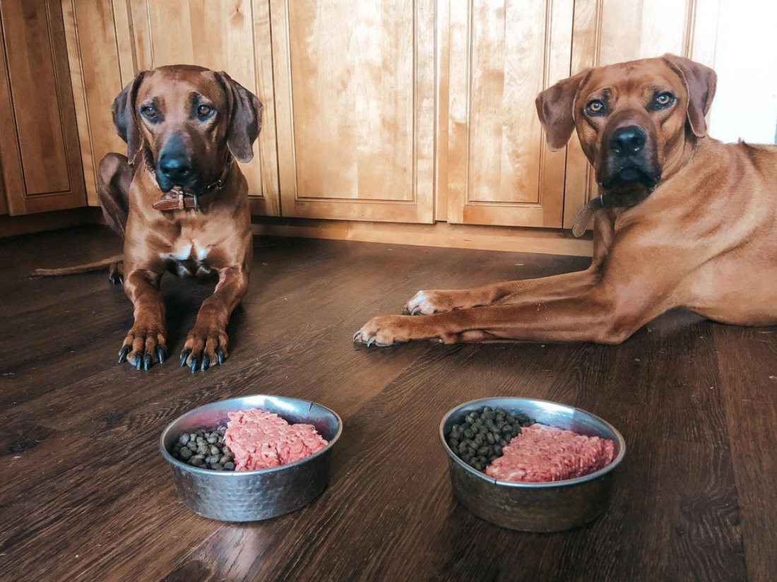 Pet Food Reorder Patterns