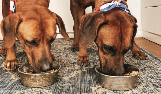 The Dirty Truth: Why You Need to Keep Your Pet’s Food and Water Bowls Clean