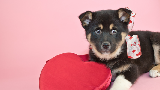 Homemade Valentine Dog Treats