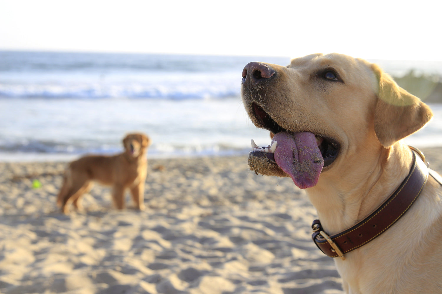 Biscuits & Treats